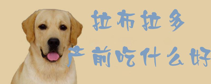 拉布拉多產前吃什么好1