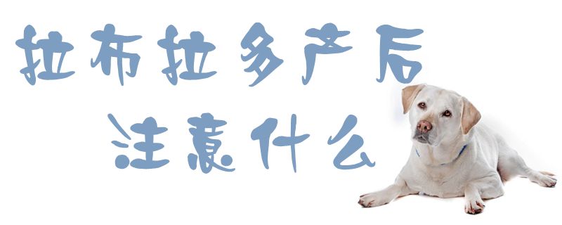 拉布拉多產(chǎn)后注意什么1