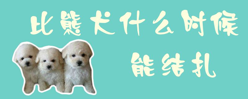 比熊犬什么時候能結扎1