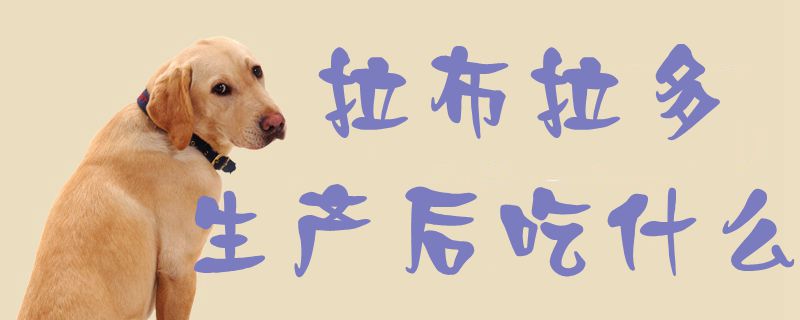 拉布拉多生產(chǎn)后吃什么1