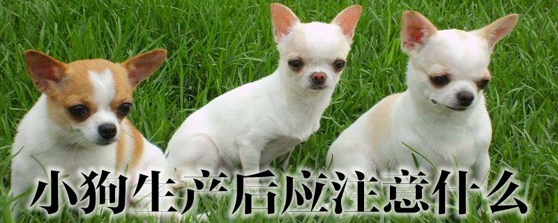 小狗生產后應注意什么