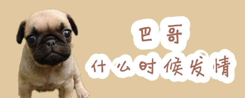 巴哥什么時(shí)候發(fā)情
