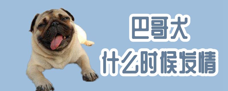 巴哥犬什么時候發情