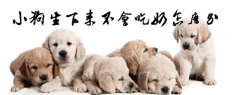小狗生下來不會吃奶怎么辦