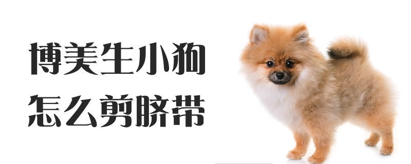 博美生小狗怎么剪臍帶