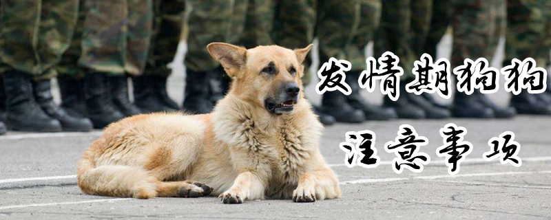 發情期狗狗注意事項