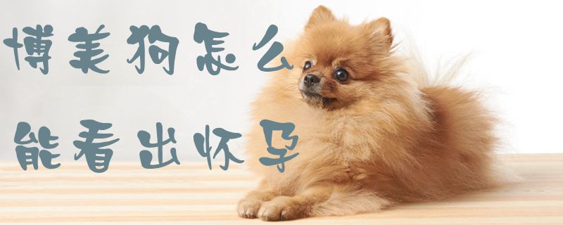 博美狗怎么能看出懷孕1