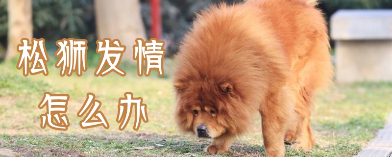 松獅發(fā)情怎么辦