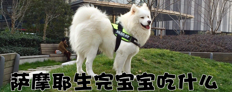 薩摩耶生完寶寶吃什么