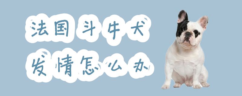 法國斗牛犬發情怎么辦