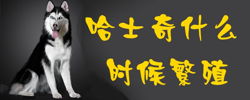 哈士奇什么時(shí)候繁殖1