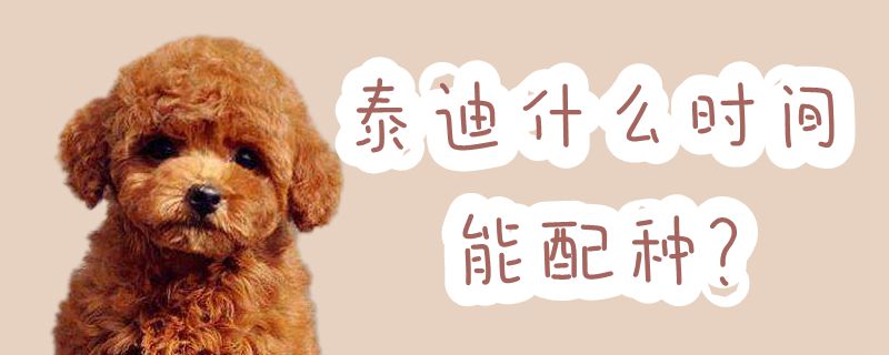泰迪什么時(shí)間能配種