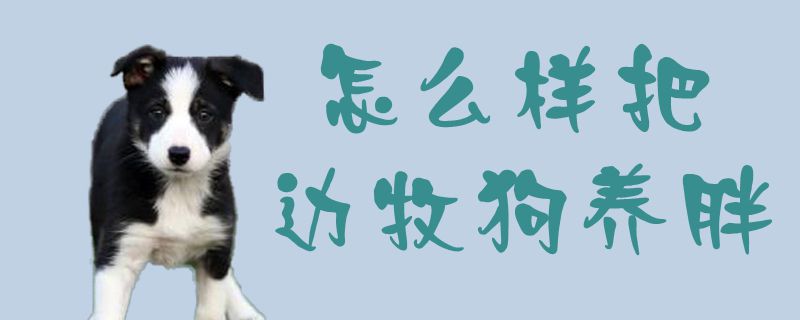 怎么樣把邊牧狗養胖1