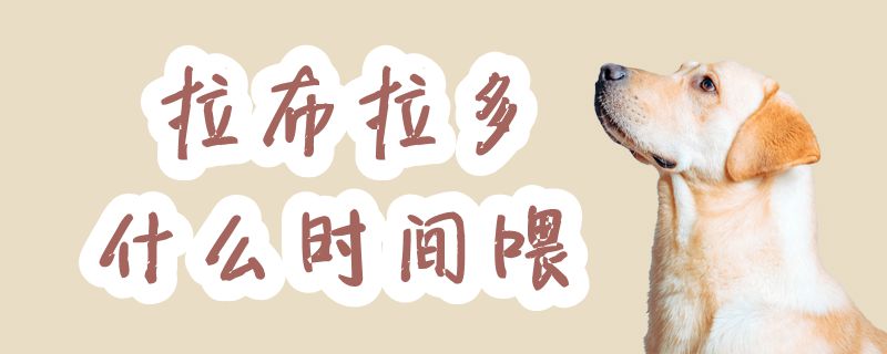 拉布拉多什么時間喂