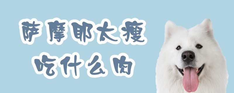 薩摩耶太瘦吃什么肉