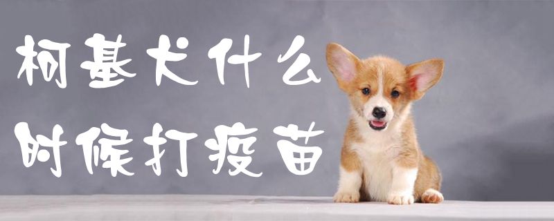 柯基犬什么時(shí)候打疫苗1