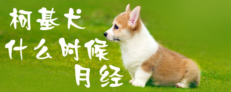 柯基犬什么時候月經1