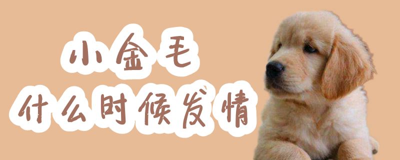小金毛什么時候發情
