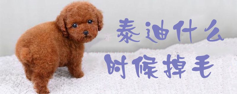 泰迪什么時(shí)候掉毛1