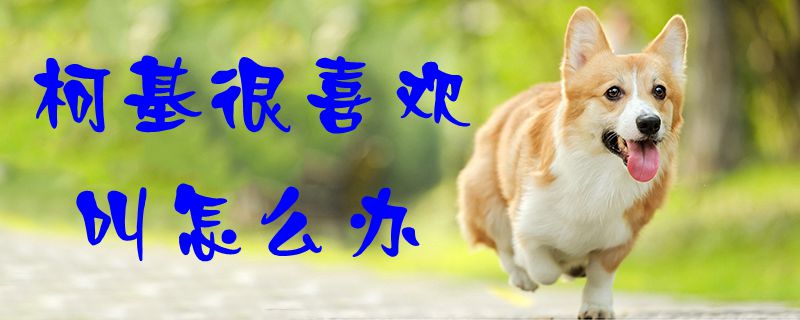 柯基很喜歡叫怎么辦1