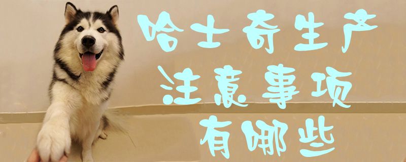 哈士奇生產注意事項有哪些1