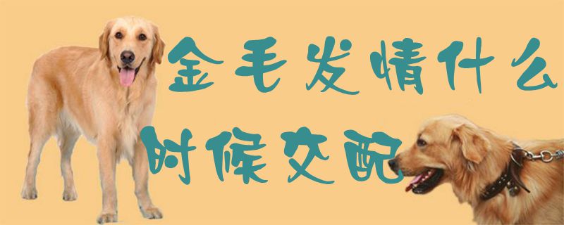 金毛發(fā)情什么時候交配1