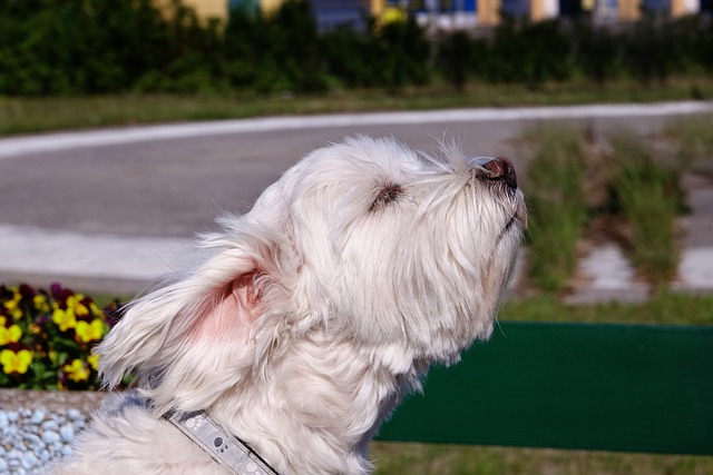 狗狗需要多久洗一次澡？洗澡有哪些注意事項？