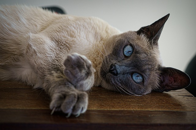 貓咪突然不吃東西,是生病了嗎?