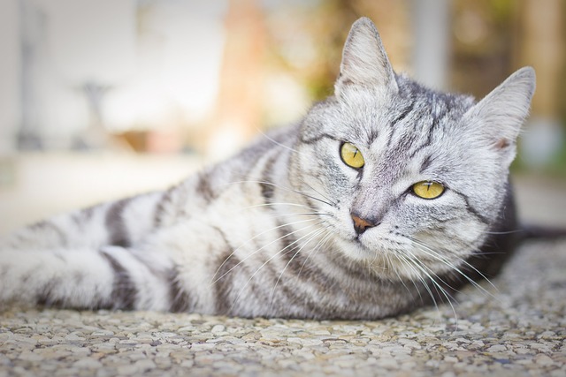 貓咪生產(chǎn)前，需要準備哪些東西？