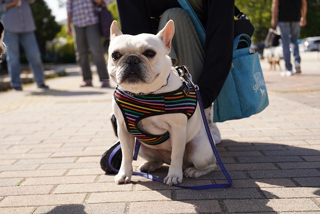 法國斗牛犬分娩時，我應該怎么輔助它？