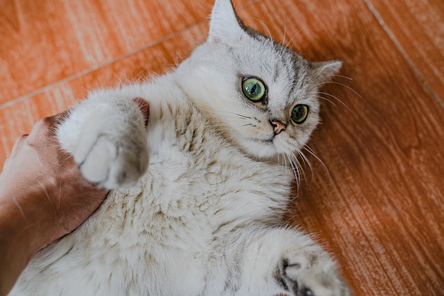 新手養貓，你知道怎么給不同品種的貓咪做日常護理嗎？