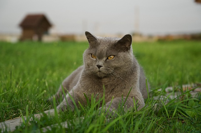 絕育后貓咪會不會更容易發(fā)胖？怎么控制體重？