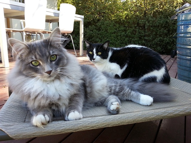 不同品種貓配種，有啥特別講究嗎？