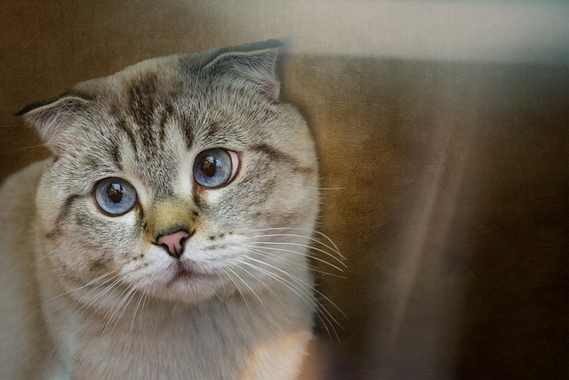 聽說某些品種貓發情更頻繁？新手養貓怎么選品種好管理？