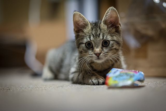 貓咪發(fā)情期間需要注意哪些事項？