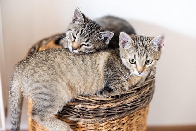 貓咪第一次發情應該怎么做？配種還是絕育？