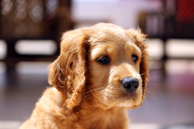 金毛發情了咋整？新手必知的配種小知識和注意事項！