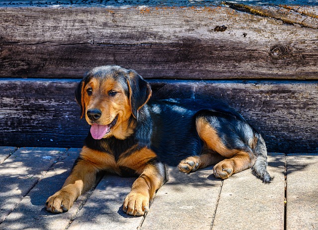 狗狗奶水太多漲奶了，怎么幫它緩解？