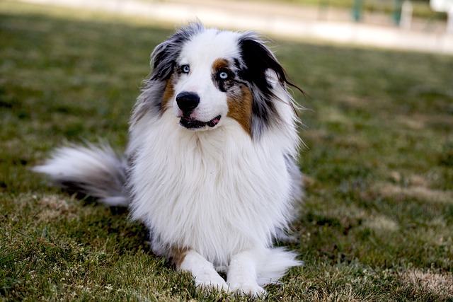 狗狗懷孕了，我該咋知道啥時候要生呢？