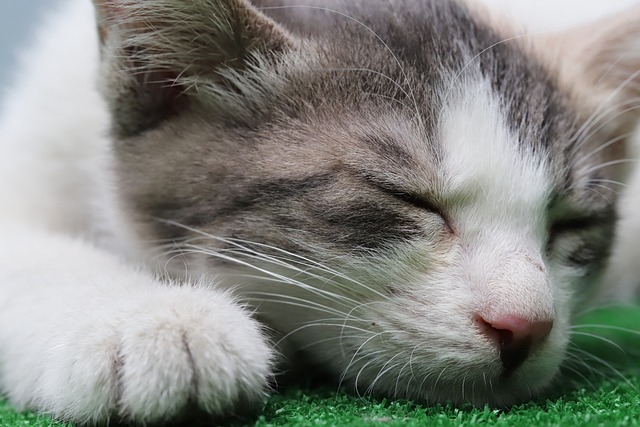 貓咪產后護理要注意啥？新手必知！