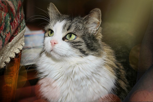 懷孕貓咪的情緒會變嗎？怎么安撫她？