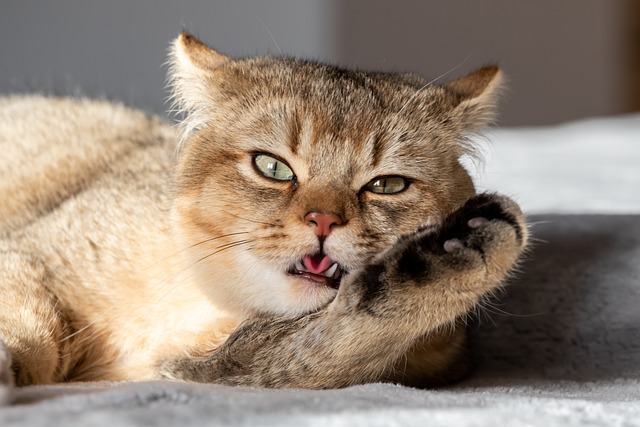 貓咪懷孕要多久才生小貓？