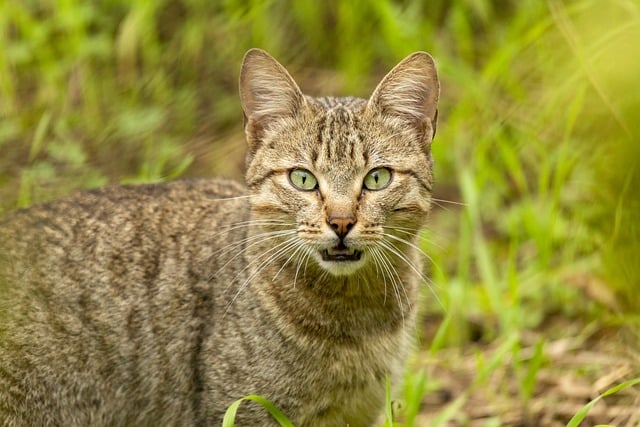 貓咪皮膚發炎，要怎么護理？