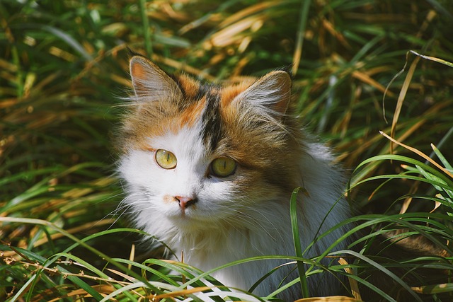 貓咪尿頻尿急，是不是膀胱炎的征兆？