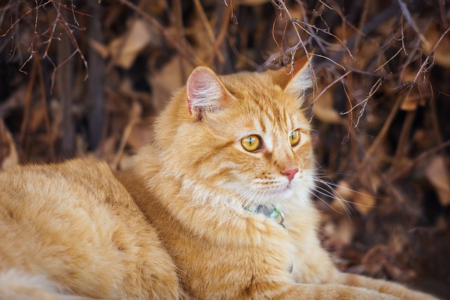 寵物癲癇發作時該怎么辦？