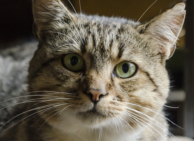 貓咪口腔炎是啥樣？有啥癥狀和護(hù)理方法？