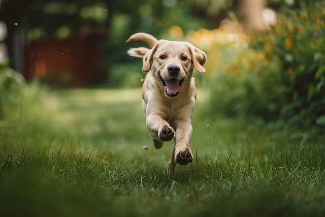 狗關節炎的癥狀、成因與治療方法