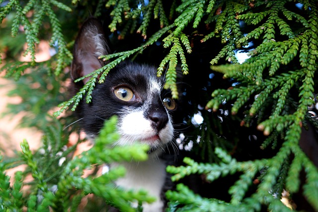 貓咪“尿閉”大作戰(zhàn)：你的貓咪守護(hù)指南！