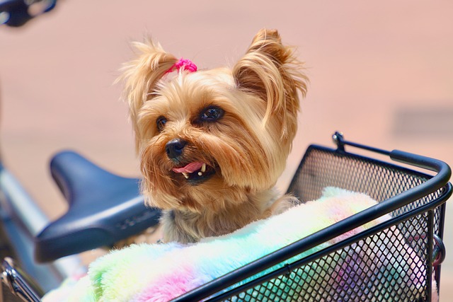 治療犬窩咳一般需要多長(zhǎng)時(shí)間才能痊愈？