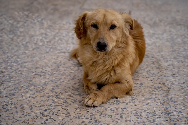  狗狗尿血？先別急著“上頭”